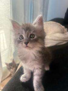 Bébé chat  Maine Coon - Photo 9