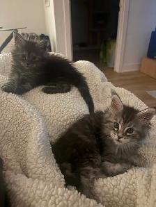 Bébé chat  Maine Coon - Photo 10