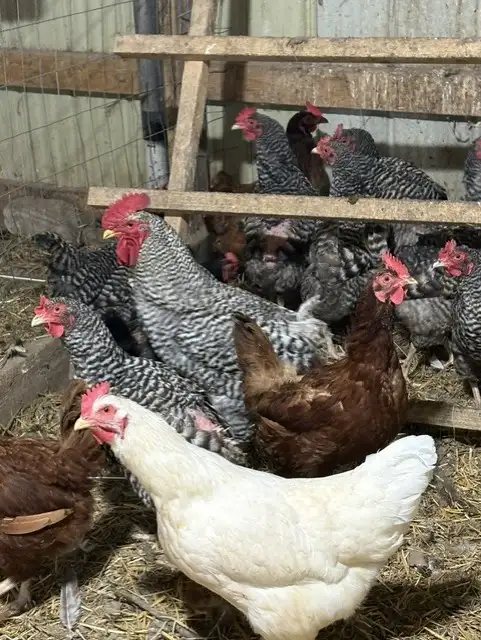 Laying Hens