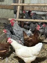 Laying Hens