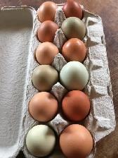 Laying Hens - Photo 2