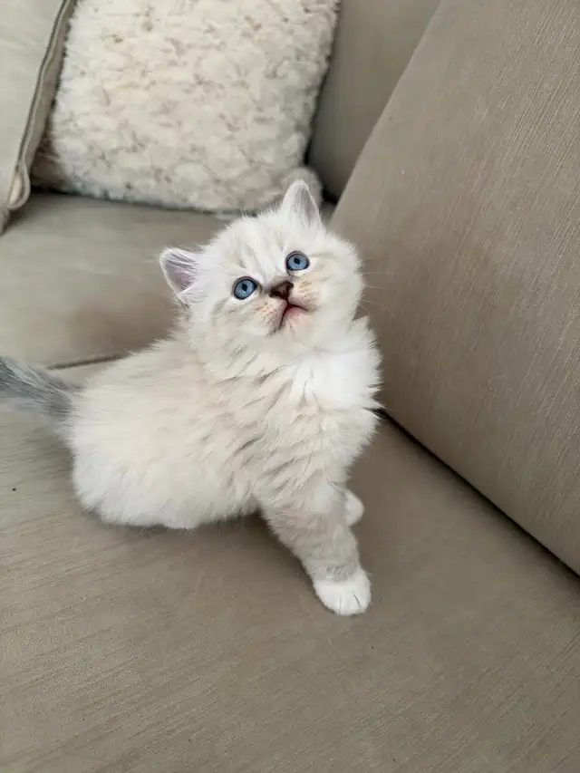 Purebred ragdoll kittens