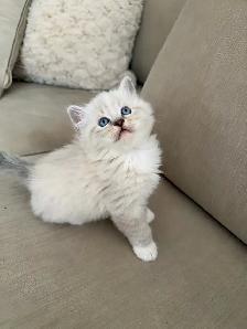 Purebred ragdoll kittens
