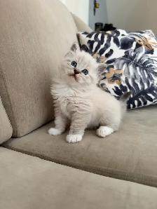 Purebred ragdoll kittens - Photo 2