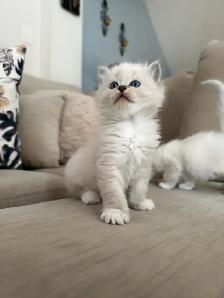Purebred ragdoll kittens - Photo 3