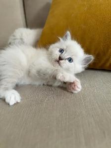 Purebred ragdoll kittens - Photo 4