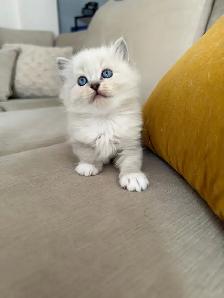Purebred ragdoll kittens - Photo 5