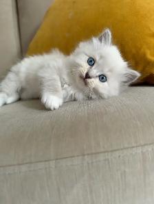 Purebred ragdoll kittens - Photo 6