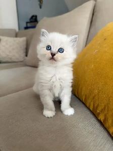 Purebred ragdoll kittens - Photo 7