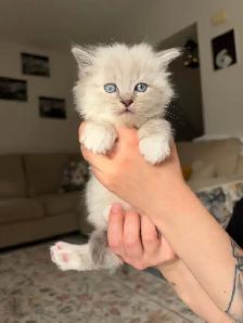 Purebred ragdoll kittens - Photo 8