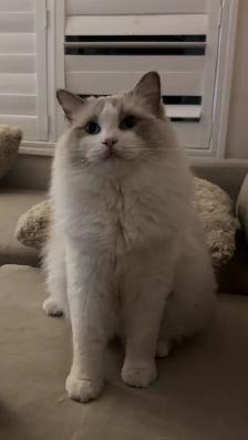 Purebred ragdoll kittens - Photo 9