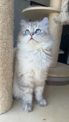 Purebred ragdoll kittens - Photo 10