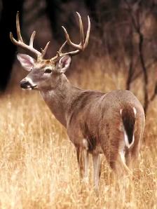 cherchons terrain à louer pour chasse au chevreuil en estrie