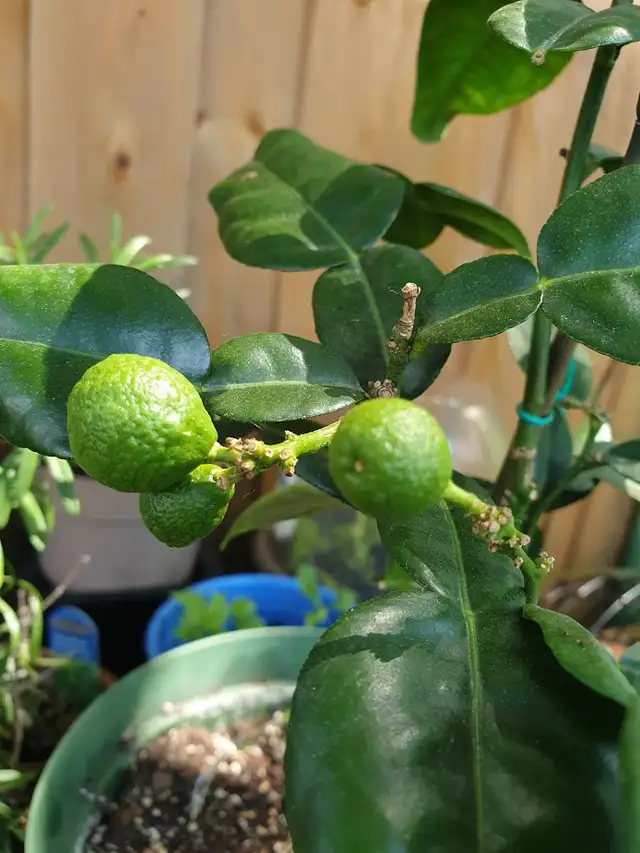 RARE DWARF INDOORS PRODUCER KAFFIR LIME TREE X SMALL SPACES