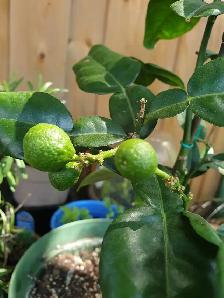 RARE DWARF INDOORS PRODUCER KAFFIR LIME TREE X SMALL SPACES