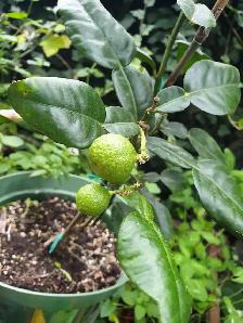 RARE DWARF INDOORS PRODUCER KAFFIR LIME TREE X SMALL SPACES - Photo 2