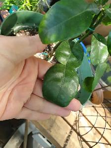 RARE DWARF INDOORS PRODUCER KAFFIR LIME TREE X SMALL SPACES - Photo 3