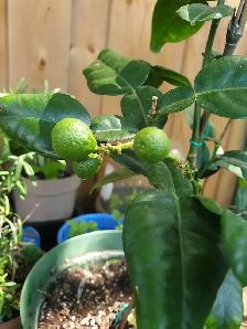 RARE DWARF INDOORS PRODUCER KAFFIR LIME TREE X SMALL SPACES - Photo 4