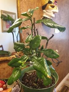 RARE DWARF INDOORS PRODUCER KAFFIR LIME TREE X SMALL SPACES - Photo 5