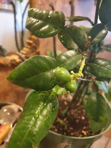 RARE DWARF INDOORS PRODUCER KAFFIR LIME TREE X SMALL SPACES - Photo 6