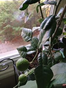 RARE DWARF INDOORS PRODUCER KAFFIR LIME TREE X SMALL SPACES - Photo 8