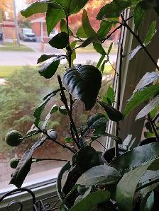 RARE DWARF INDOORS PRODUCER KAFFIR LIME TREE X SMALL SPACES - Photo 9