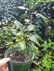 RARE DWARF INDOORS PRODUCER KAFFIR LIME TREE X SMALL SPACES - Photo 10