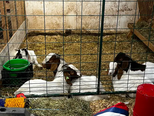 Pure Boer Bucklings
