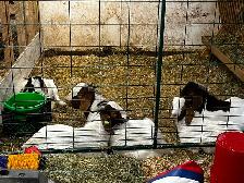 Pure Boer Bucklings