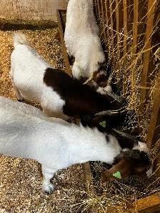 Pure Boer Bucklings - Photo 2