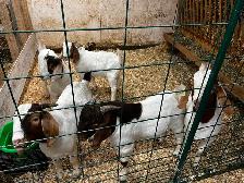 Pure Boer Bucklings - Photo 3