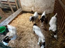 Pure Boer Bucklings - Photo 4
