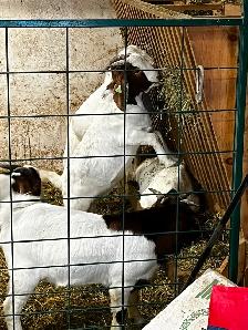 Pure Boer Bucklings - Photo 5