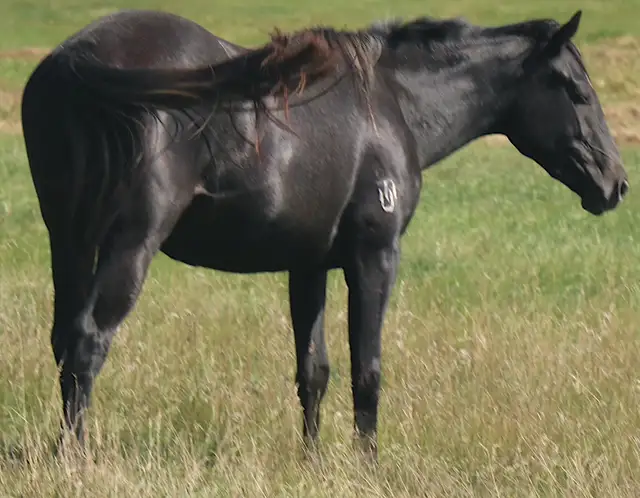 2nd fastest in the herd, Only her full sister beats her.
