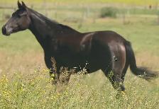 2nd fastest in the herd, Only her full sister beats her. - Photo 2