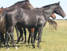 2nd fastest in the herd, Only her full sister beats her. - Photo 3