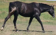 2nd fastest in the herd, Only her full sister beats her. - Photo 4