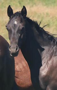 2nd fastest in the herd, Only her full sister beats her. - Photo 6