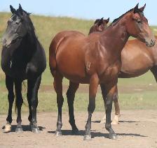 2nd fastest in the herd, Only her full sister beats her. - Photo 7