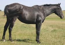 2nd fastest in the herd, Only her full sister beats her. - Photo 8