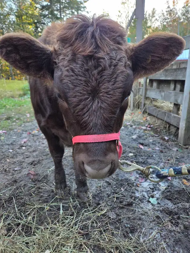 Dexter Heifer-Registered-Halter trained