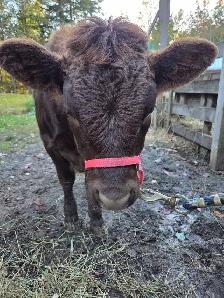 Dexter Heifer-Registered-Halter trained