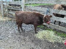 Dexter Heifer-Registered-Halter trained - Photo 2