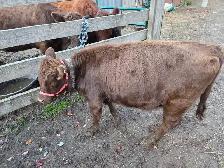 Dexter Heifer-Registered-Halter trained - Photo 3