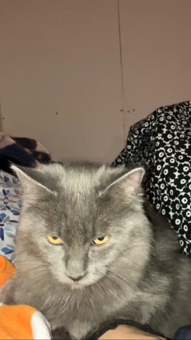 Chaton gris femelle main coon x