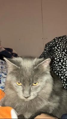 Chaton gris femelle main coon x
