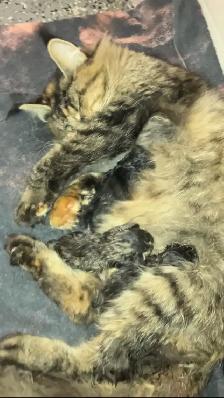 Chaton gris femelle main coon x - Photo 2