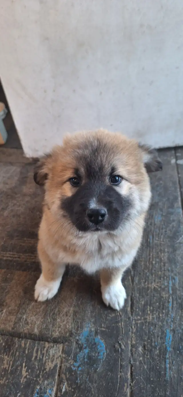 chiots à vendre