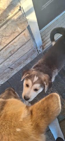 chiots à vendre - Photo 3