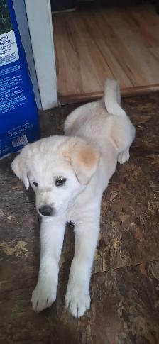 chiots à vendre - Photo 5